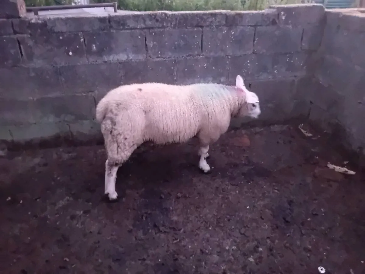 ☆☆Chartex ram lamb☆☆ - Image 2