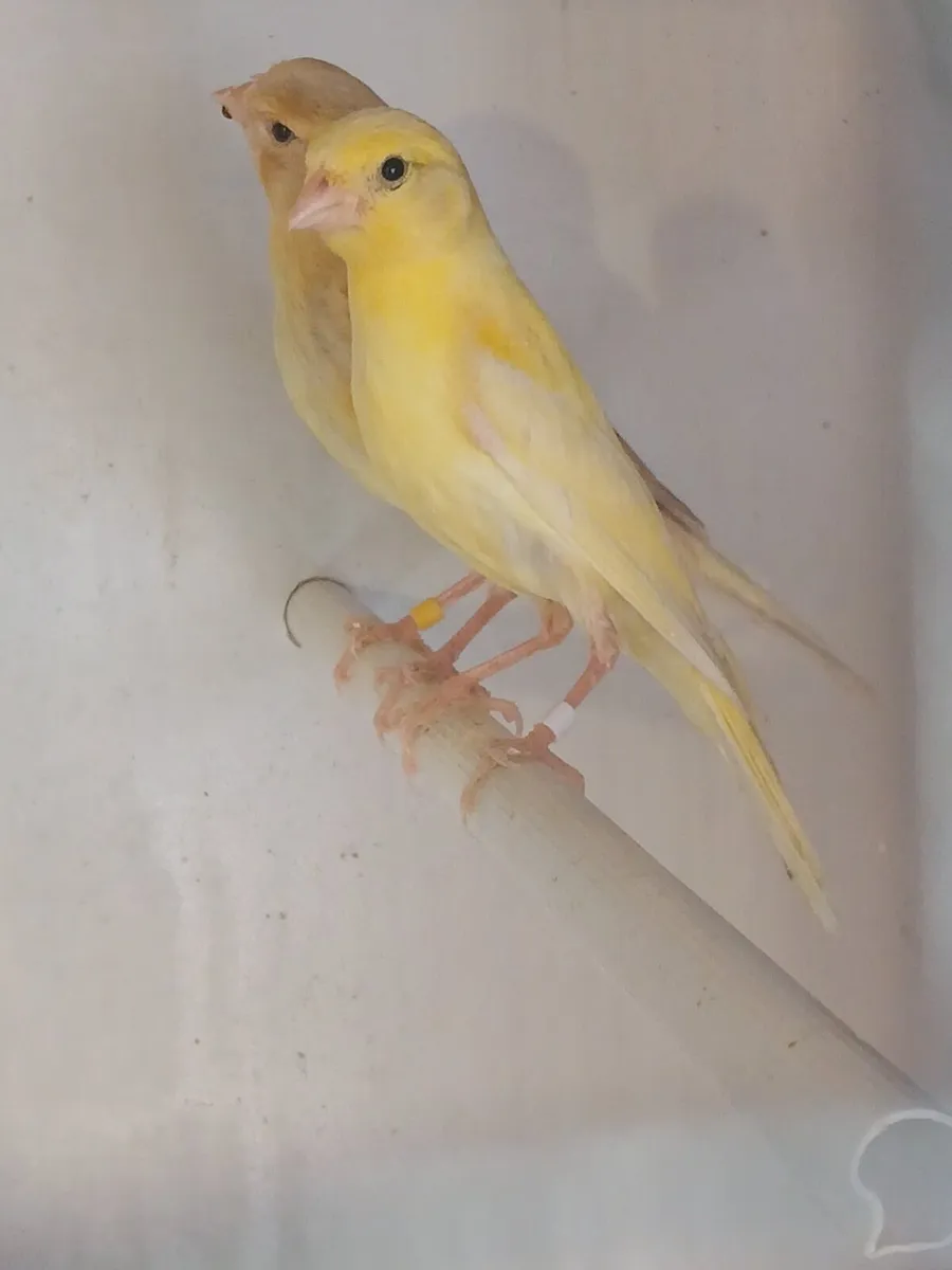 canary chick's 2026 - Image 3