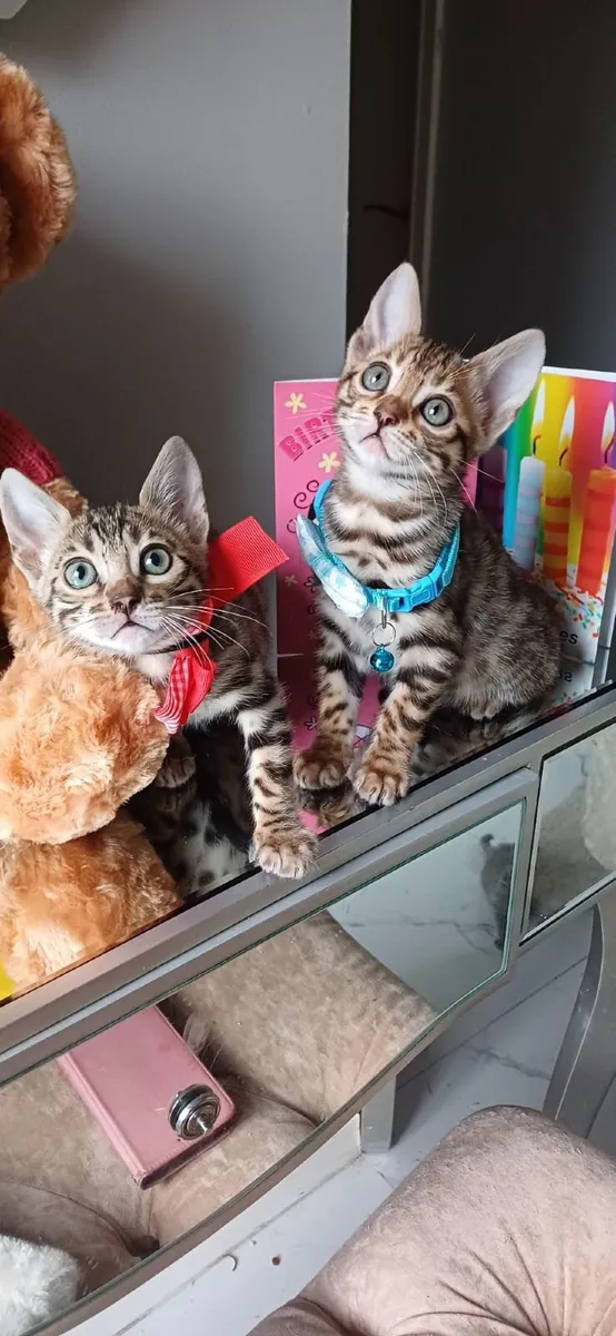 Amazing Purebred Bengal kittens - Image 3