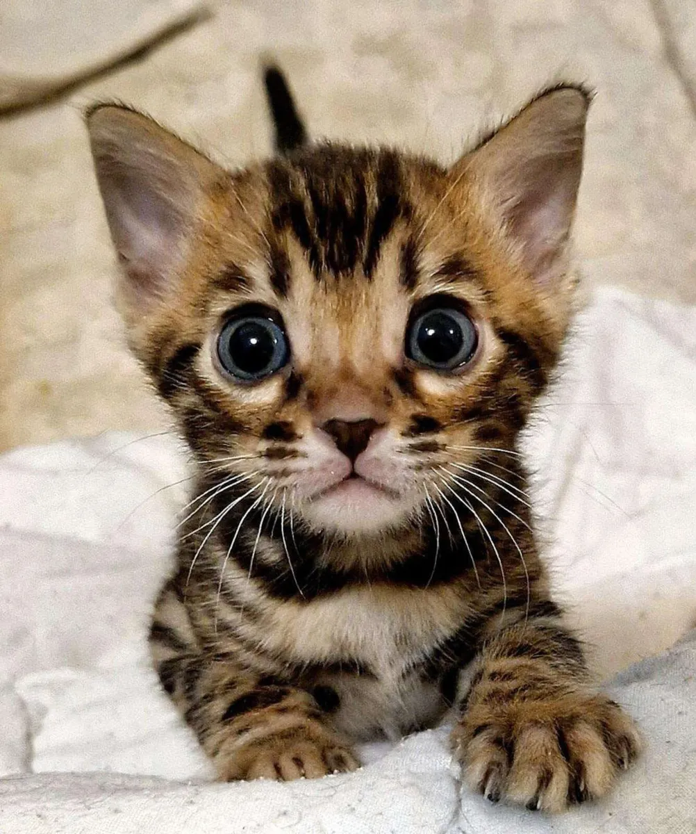 Amazing Purebred Bengal kittens - Image 4