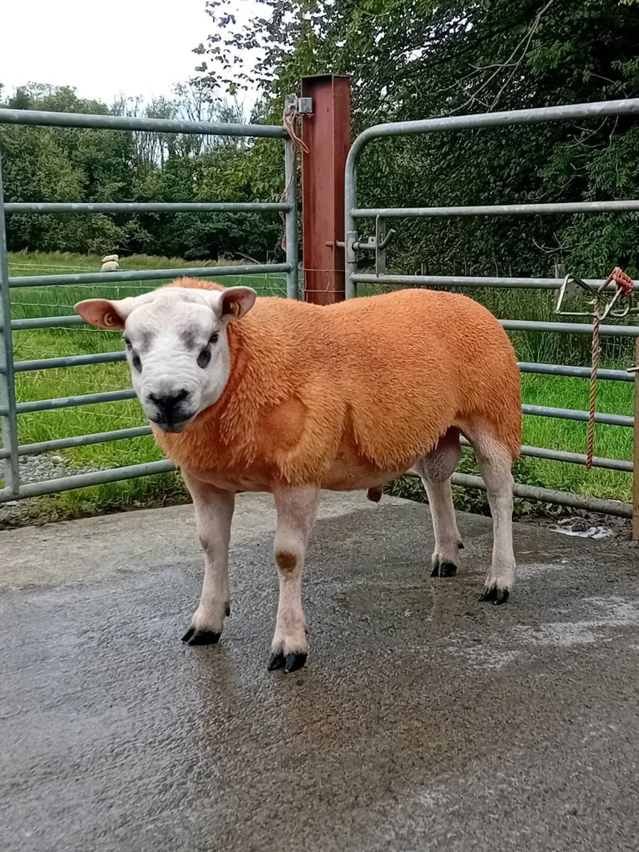 Ewe hoggets & Texel Ram - Image 1