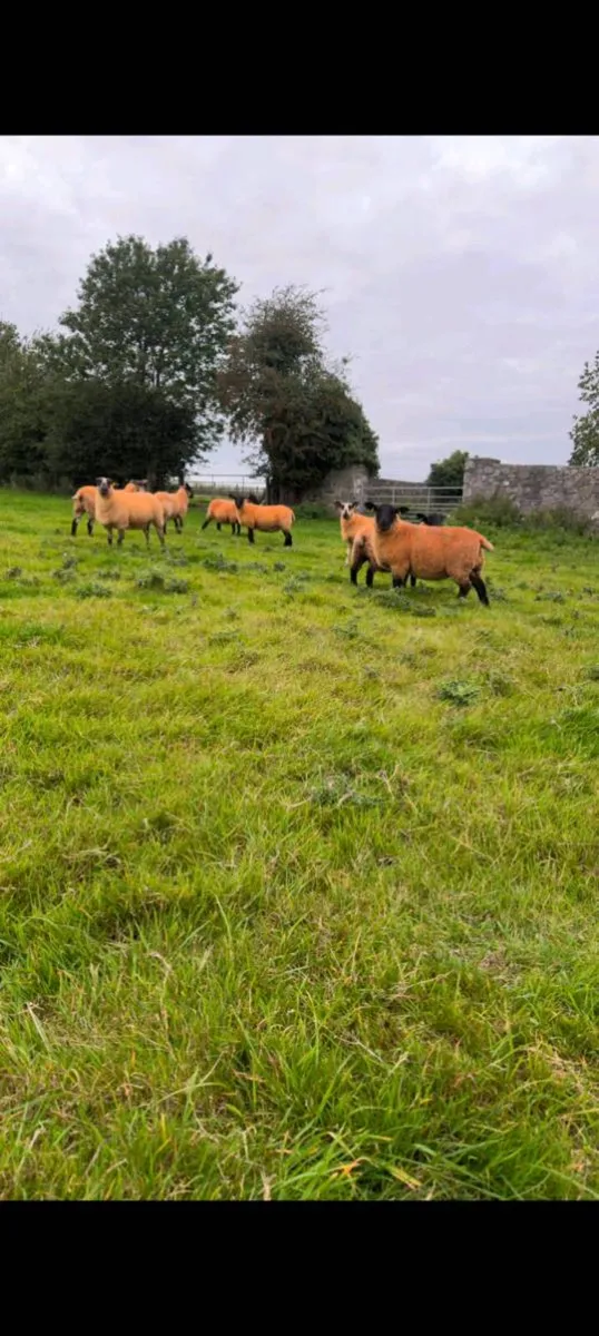 Ewe hoggets & Texel Ram - Image 2