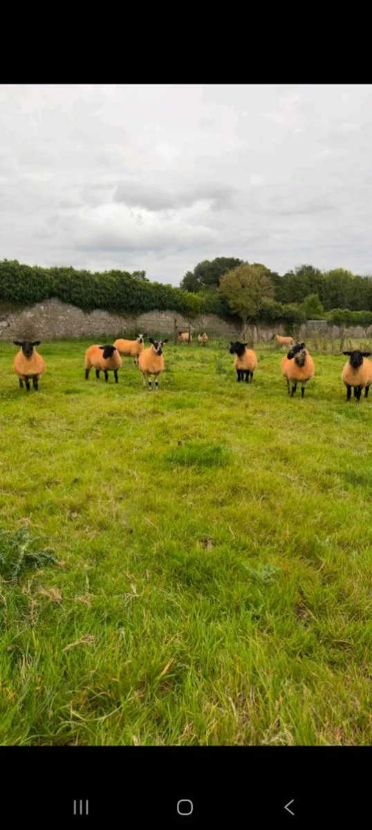 Ewe hoggets & Texel Ram - Image 3
