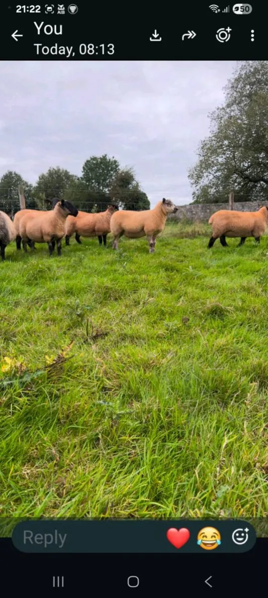 Ewe hoggets & Texel Ram - Image 4