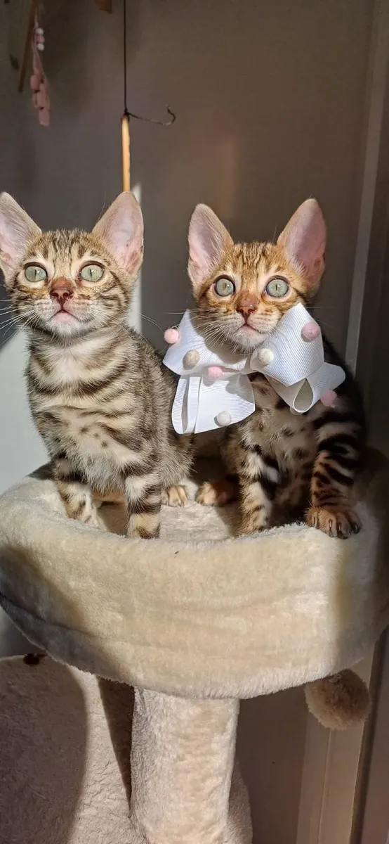Amazing Purebred Bengal kittens - Image 1