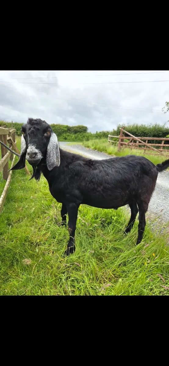 Pedigree Nubian Buck - Image 1
