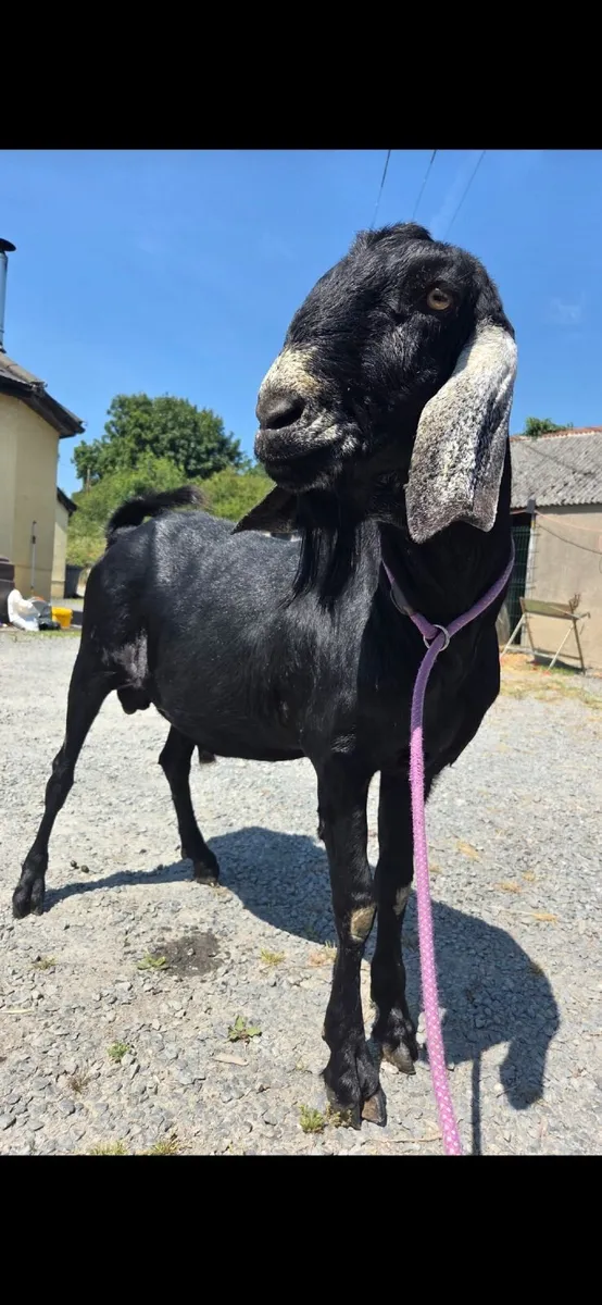 Pedigree Nubian Buck - Image 2