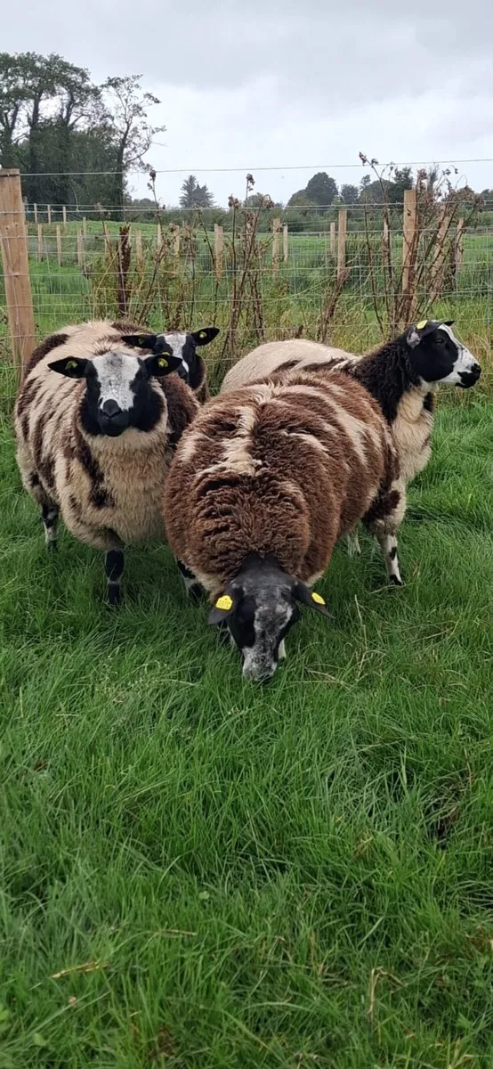 ..Dutch Spotted ram lambs.. - Image 2