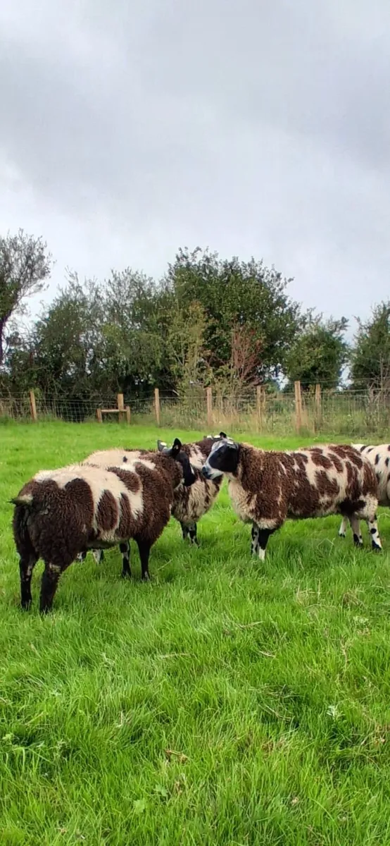 ..Dutch Spotted ram lambs.. - Image 1