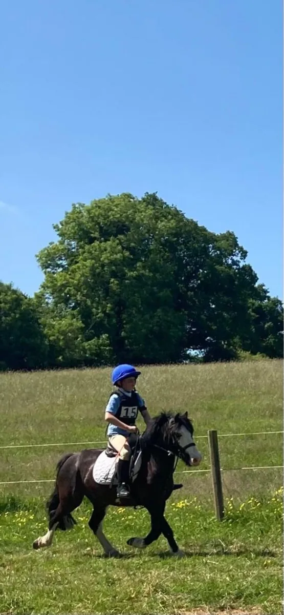 Pony - Image 3