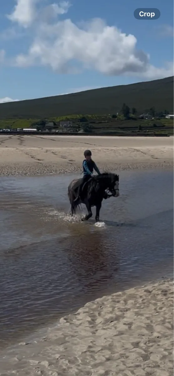 Pony - Image 4