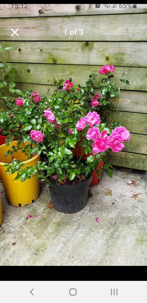 Roses Carpet pink. - Image 1