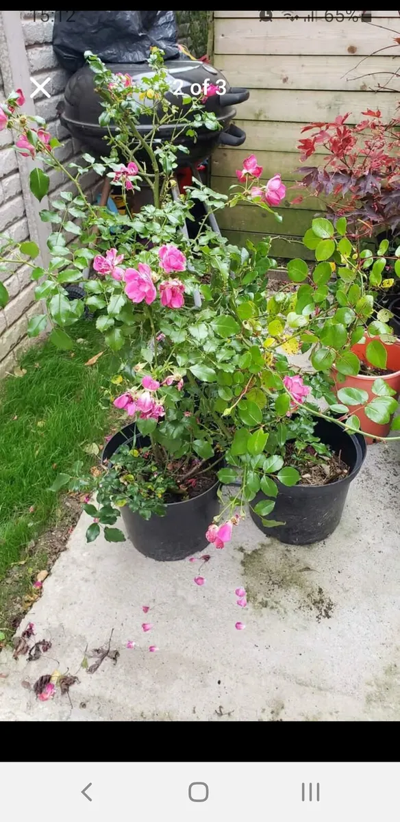 Roses Carpet pink. - Image 2