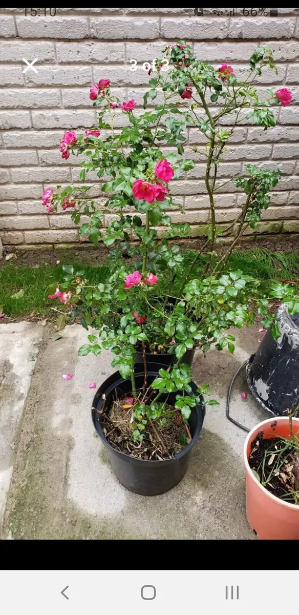 Roses Carpet pink. - Image 3