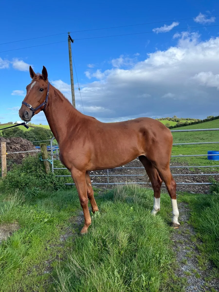Horses - Image 1