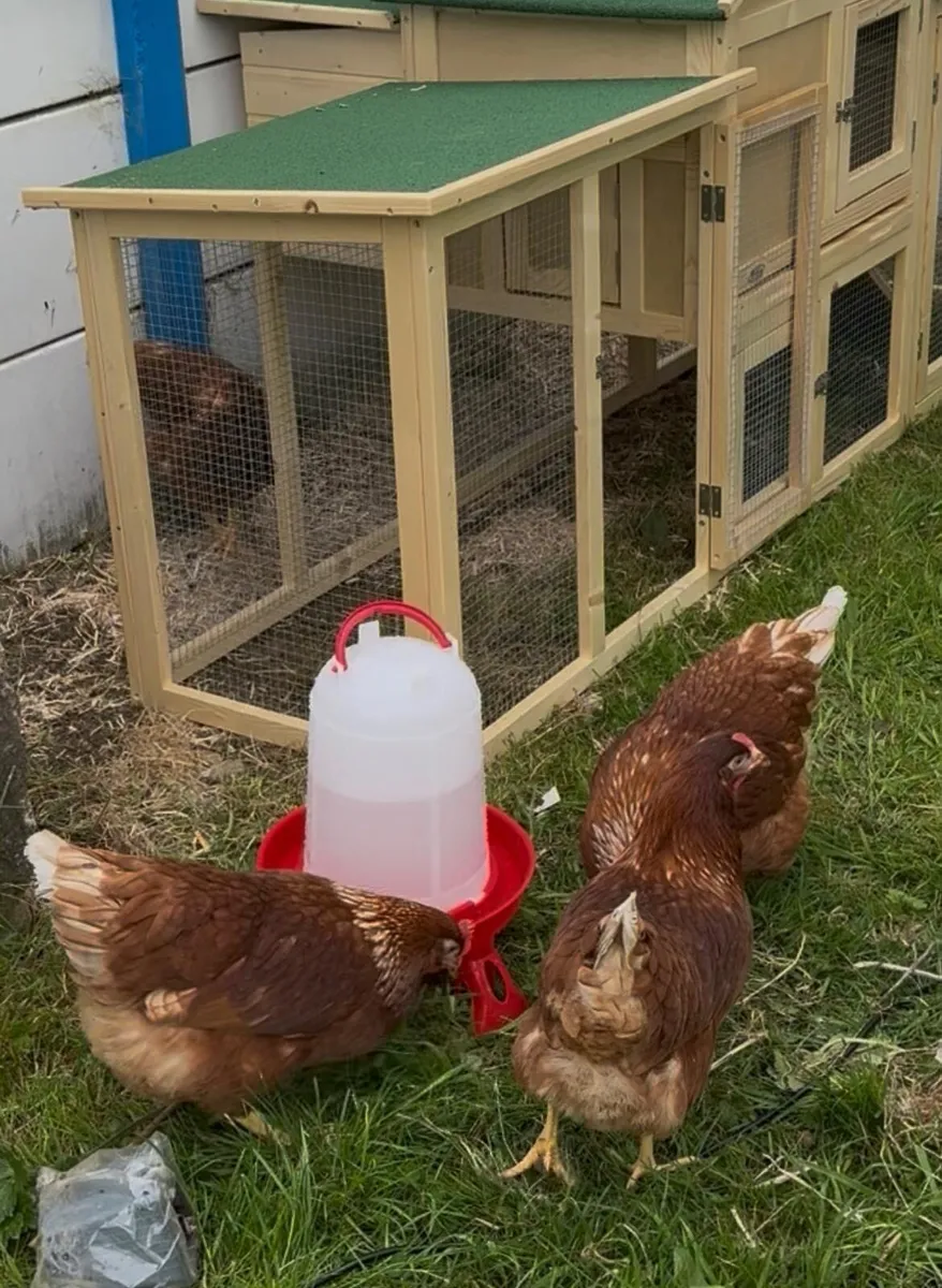 Hens with coop - Image 1
