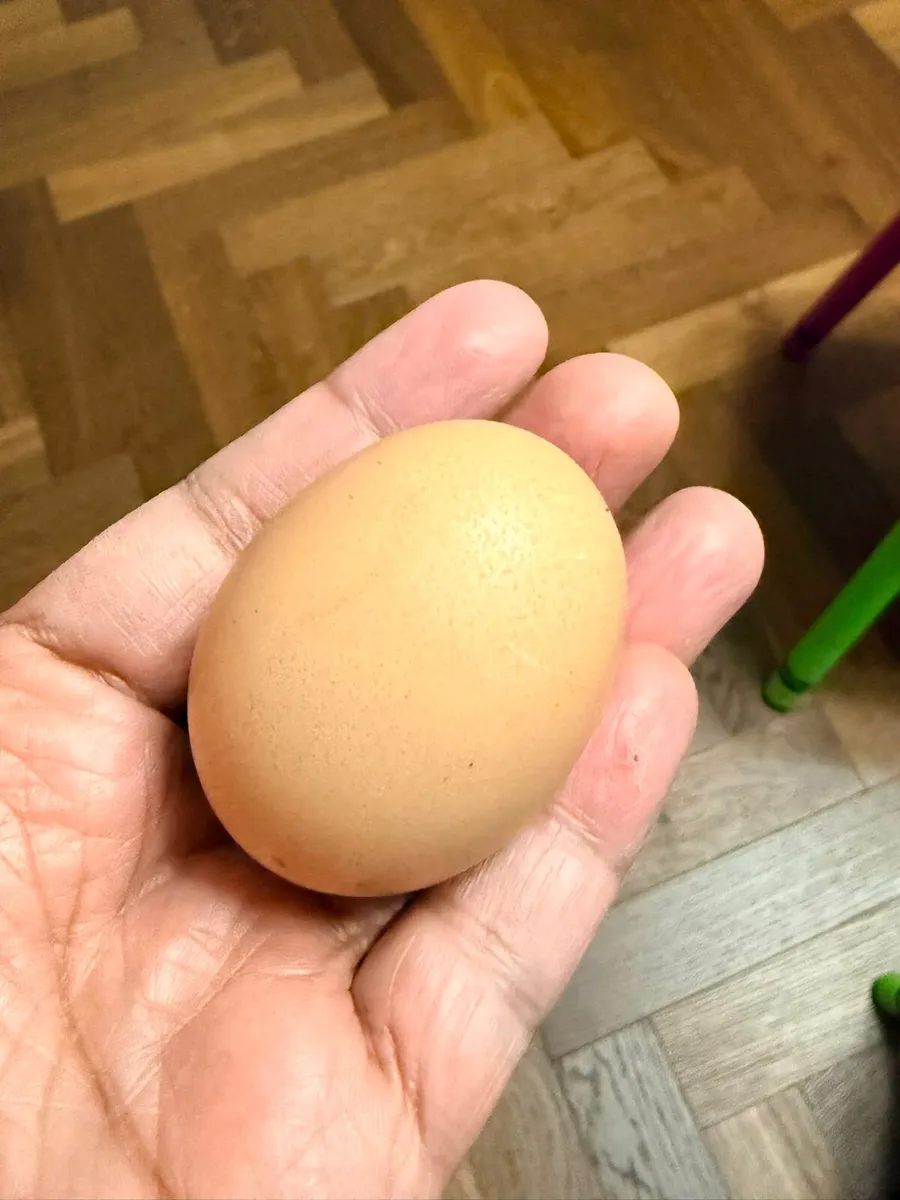 Hens with coop - Image 2