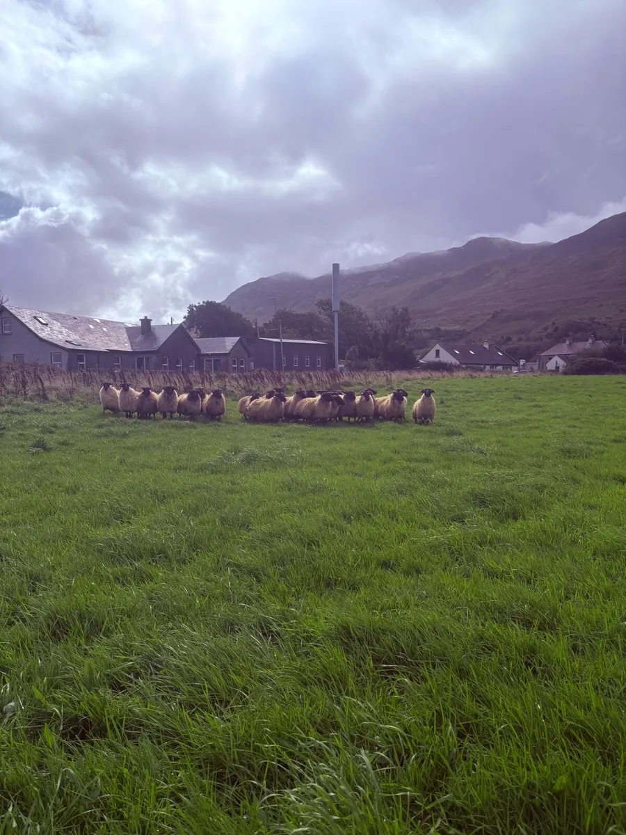 Mayo Blackface hoggets - Image 1