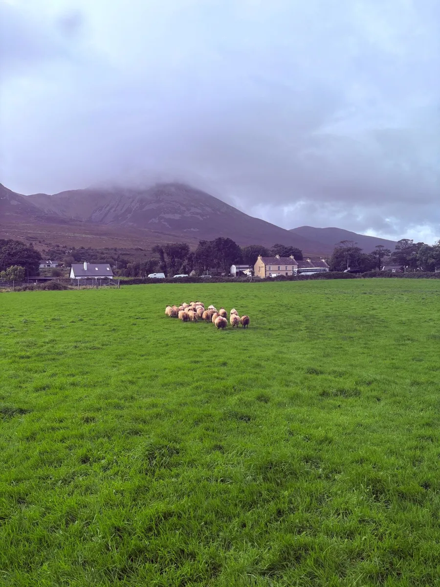 Mayo Blackface hoggets - Image 2