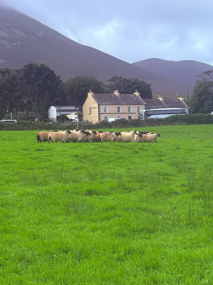 Mayo Blackface hoggets - Image 3