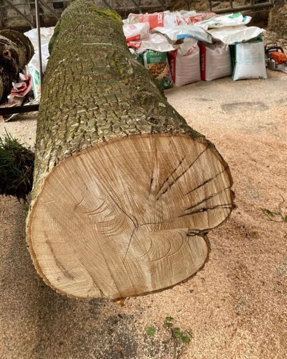 Firewood Ash timber - Image 4