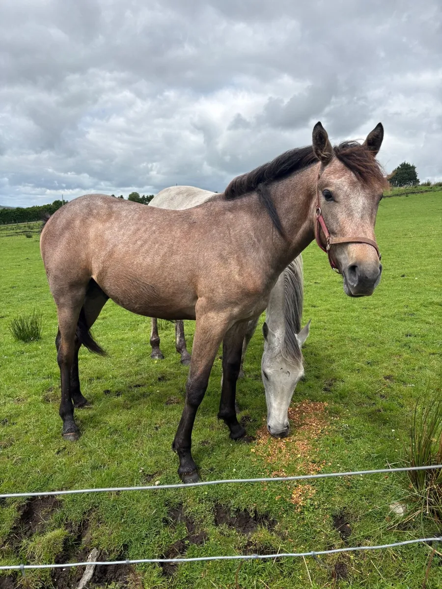 Thoroughbred x Connemara Yearling Colt - Image 2