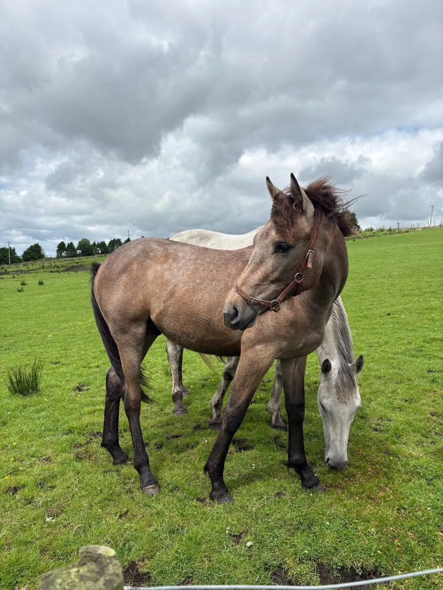 Thoroughbred x Connemara Yearling Colt - Image 1