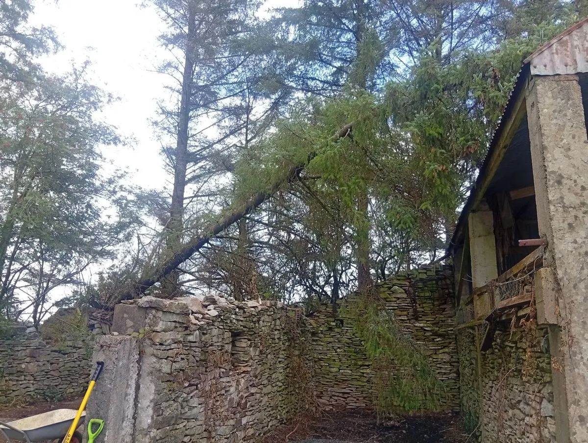 Garden maintenance work availability - Image 2