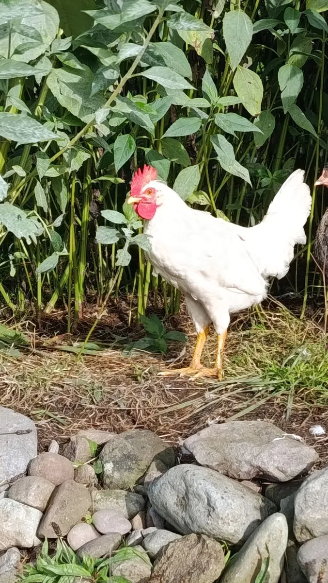 Roosters - Image 2