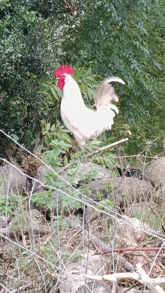 Roosters - Image 1