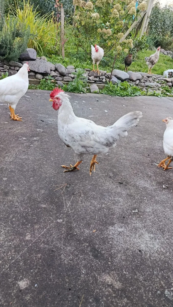 Roosters - Image 3