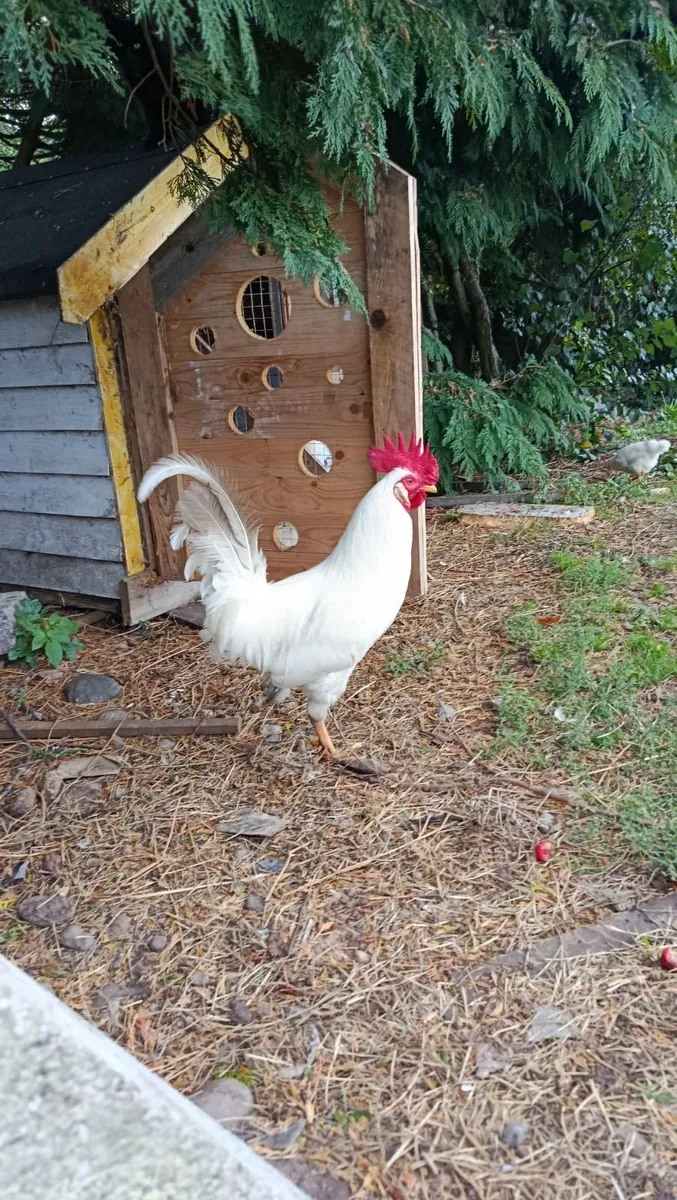 Roosters - Image 4