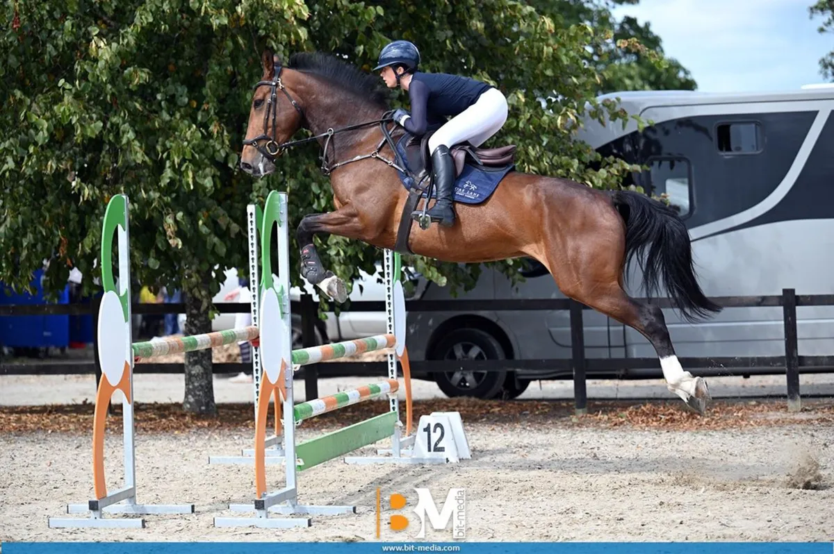 4y/o Showjumping Filly