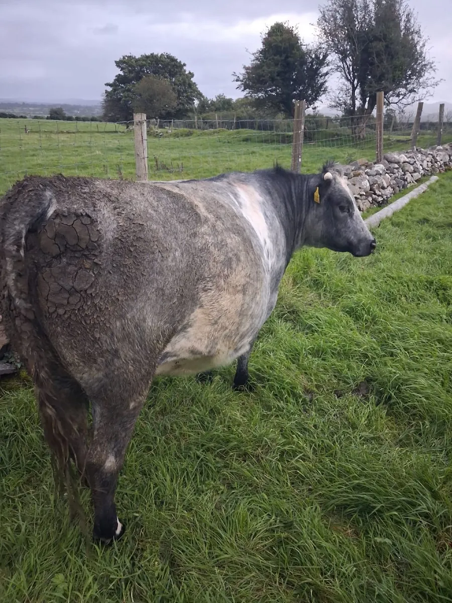 Incalf heifer - Image 1