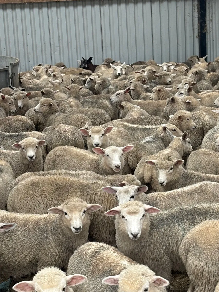 New Zealand Romneys ewe lambs. - Image 2