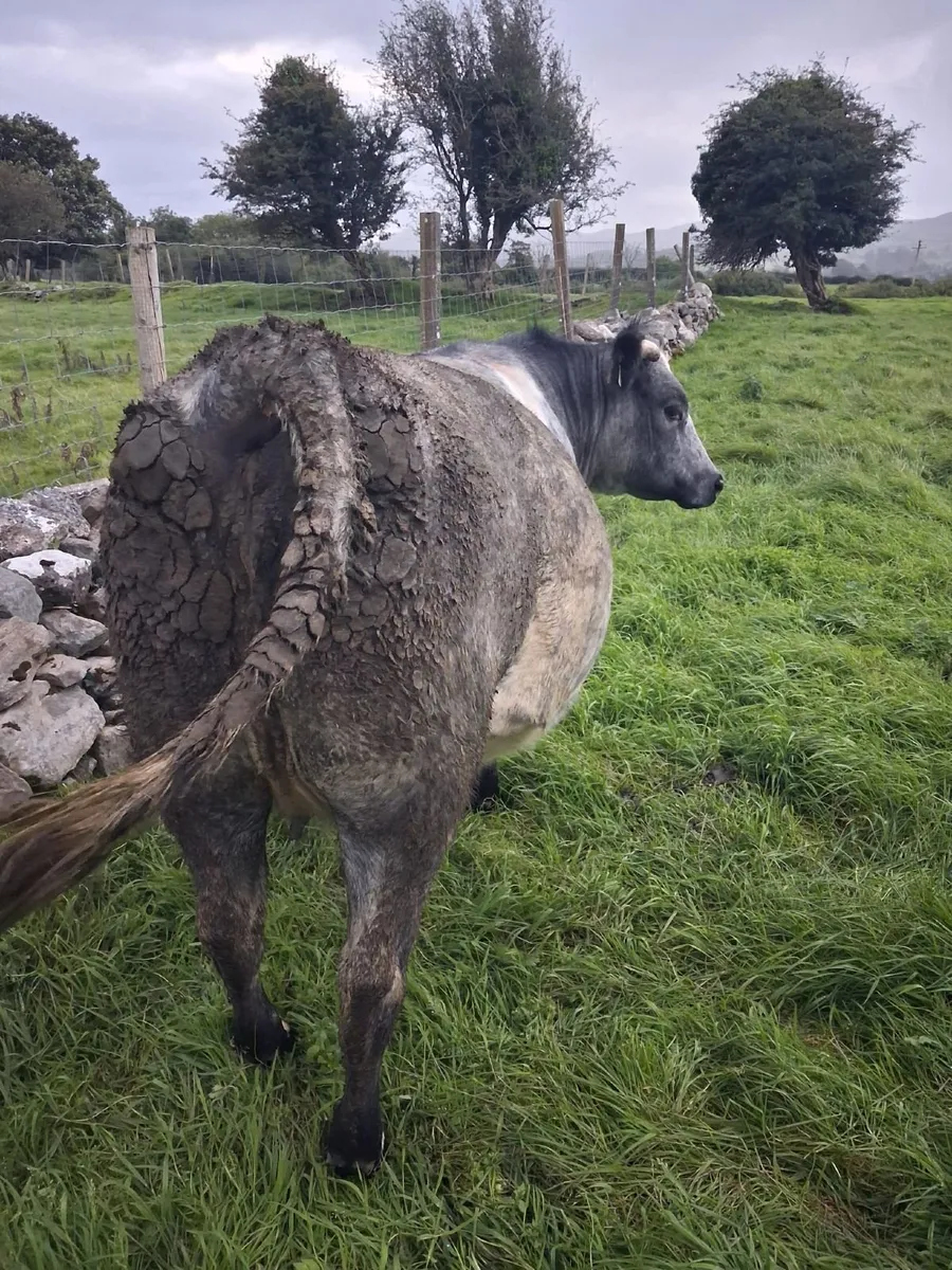 Incalf heifer - Image 2