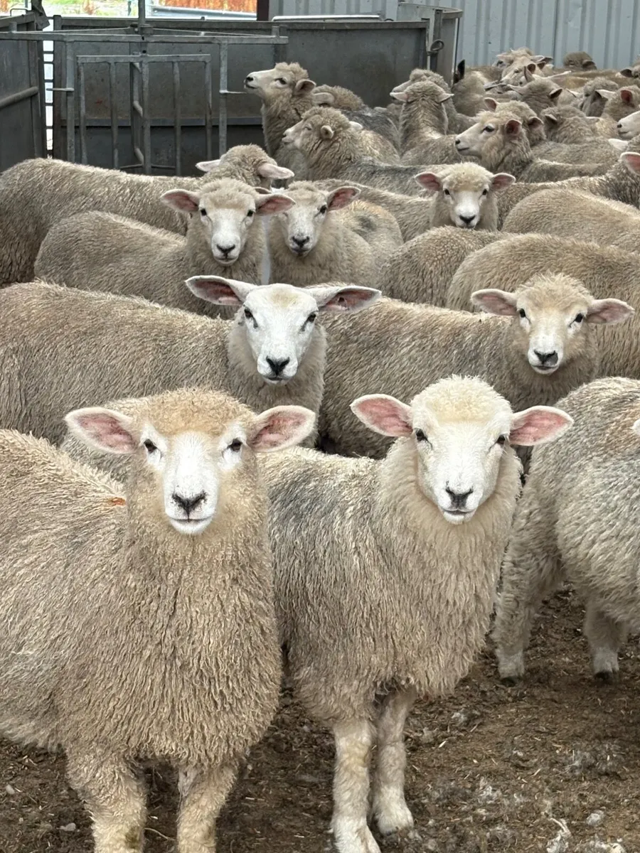 New Zealand Romneys ewe lambs. - Image 1