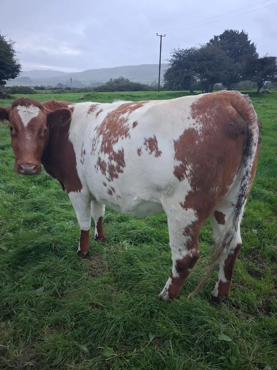 Incalf heifer - Image 4