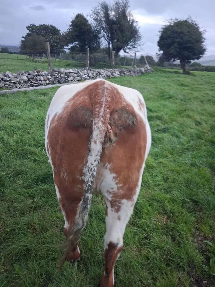 Incalf heifer - Image 3