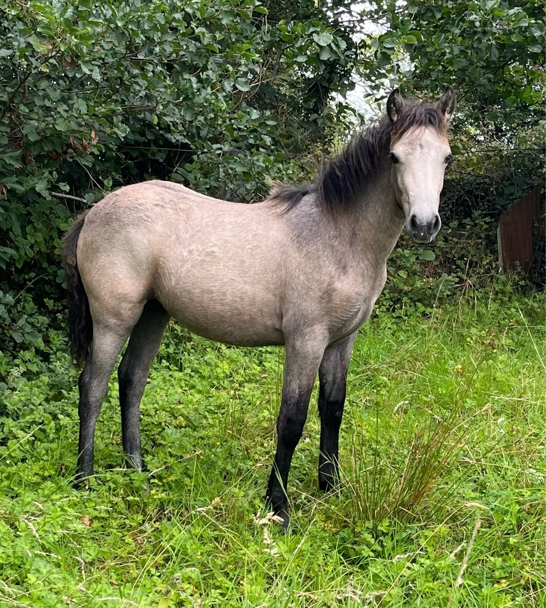 Connemara Filly Foals - Image 1