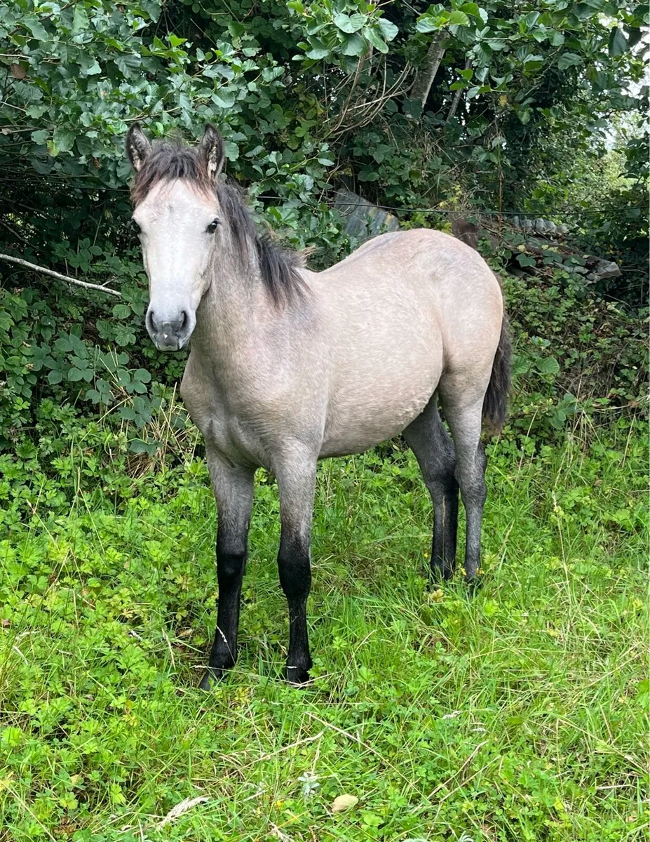 Connemara Filly Foals - Image 2