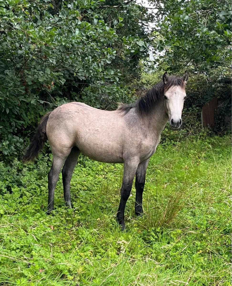 Connemara Filly Foals - Image 3