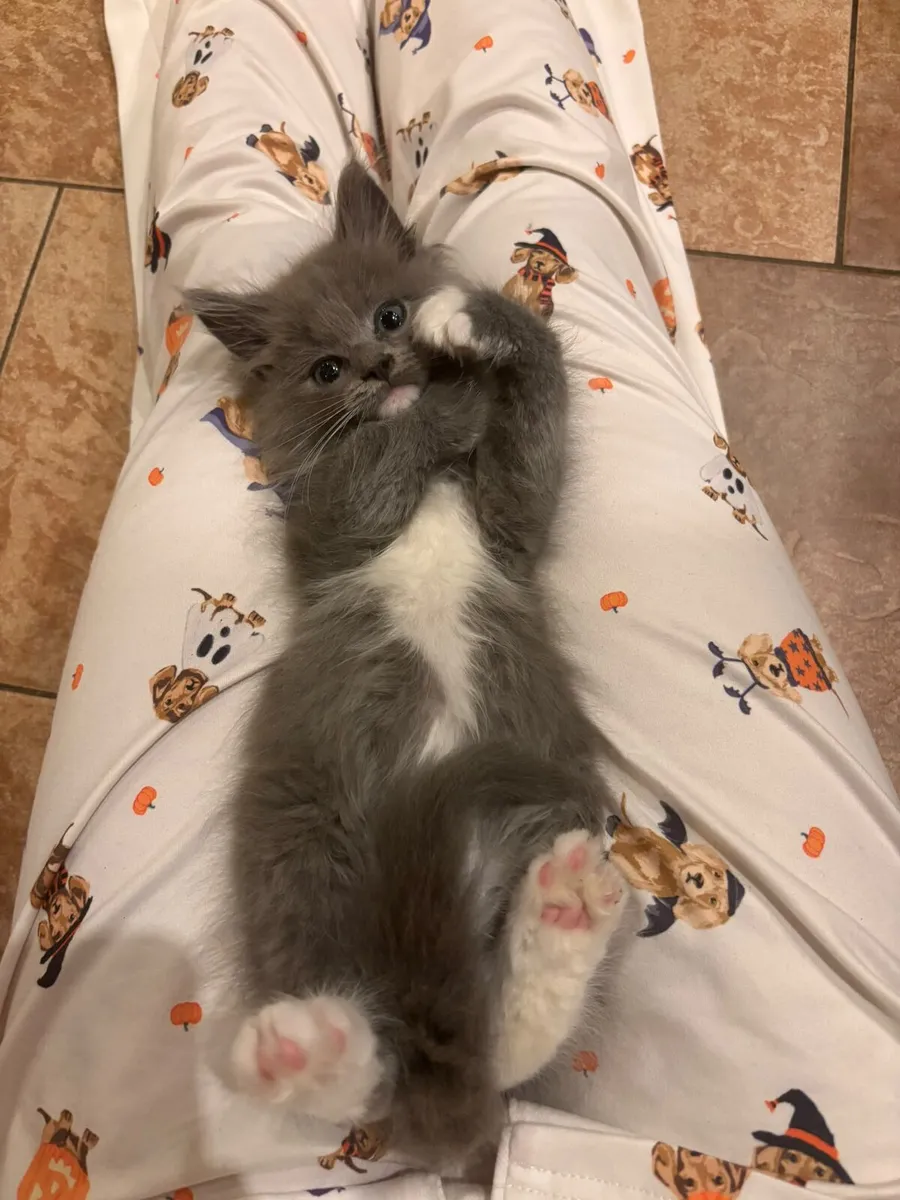 Beautiful Ragcoon 😍 boy for sale - Image 2