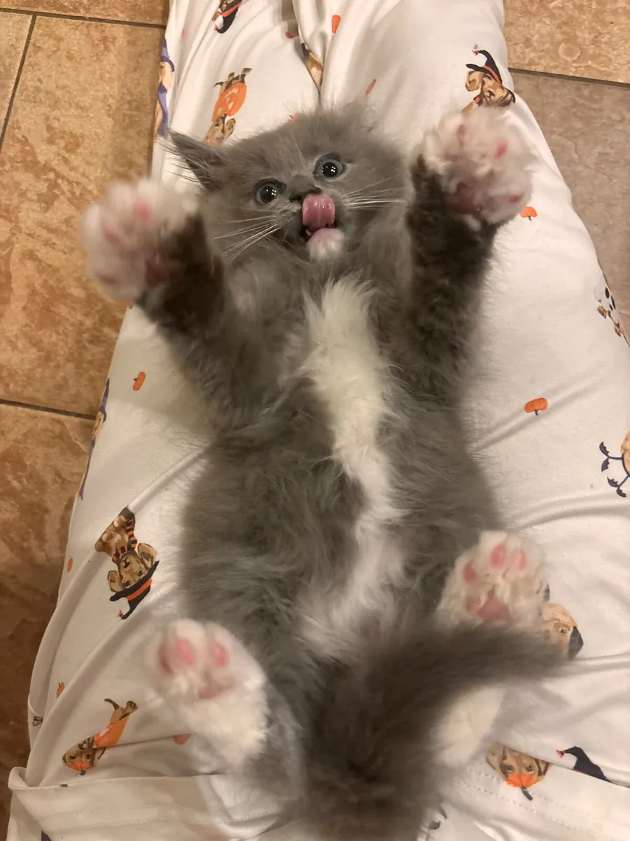 Beautiful Ragcoon 😍 boy for sale - Image 3