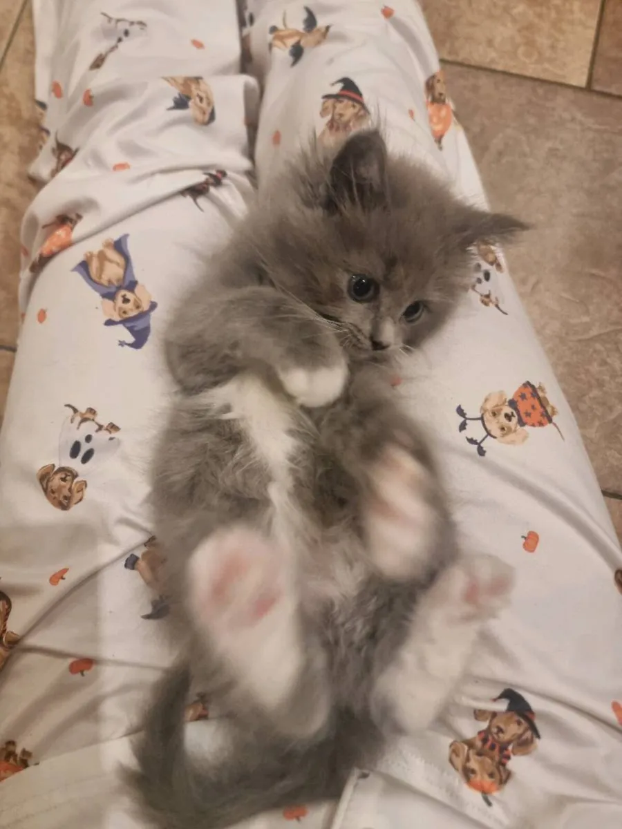 Beautiful Ragcoon 😍 boy for sale - Image 4
