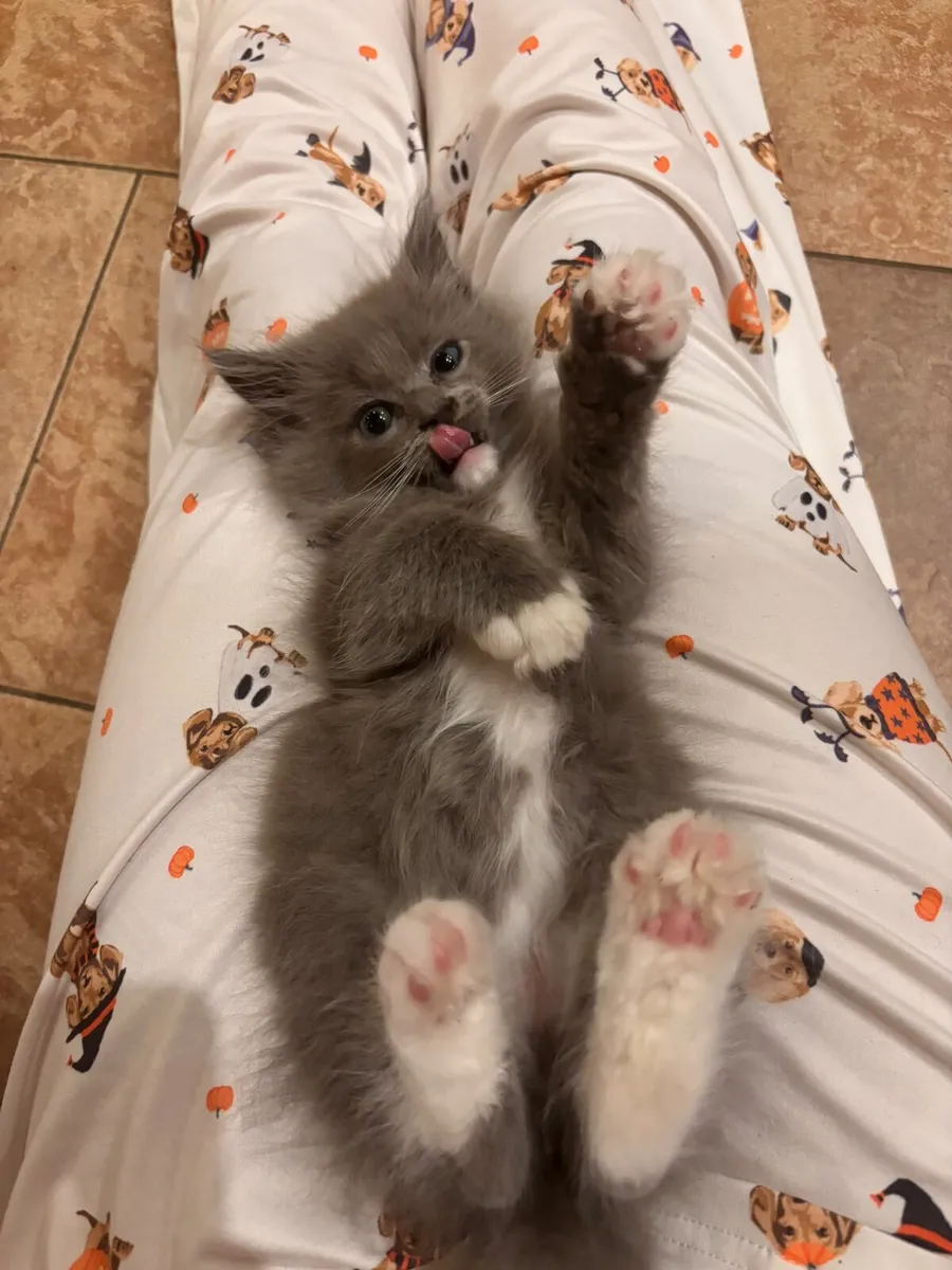 Beautiful Ragcoon 😍 boy for sale - Image 1