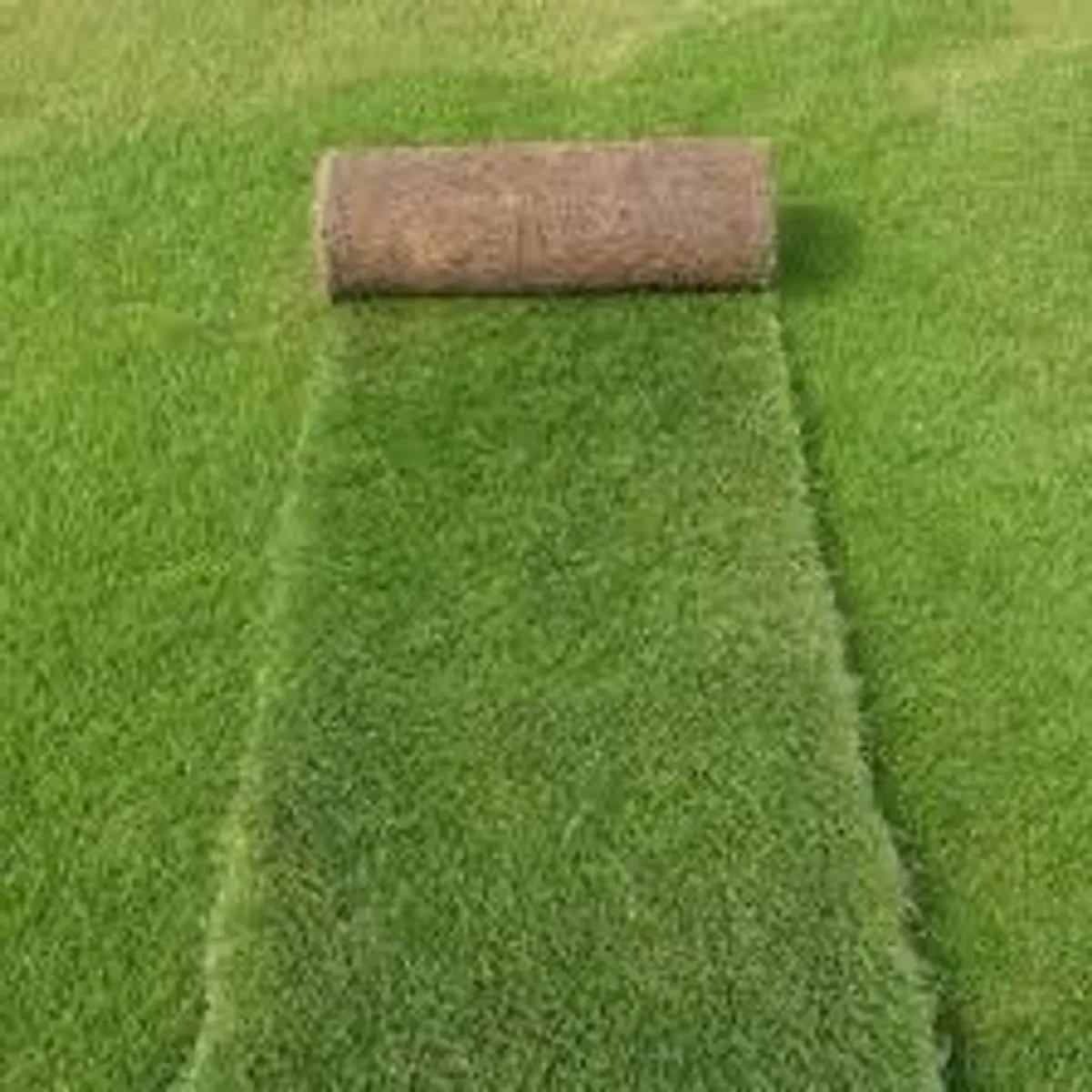 Lawn Turf Grass for Sale High Quality.