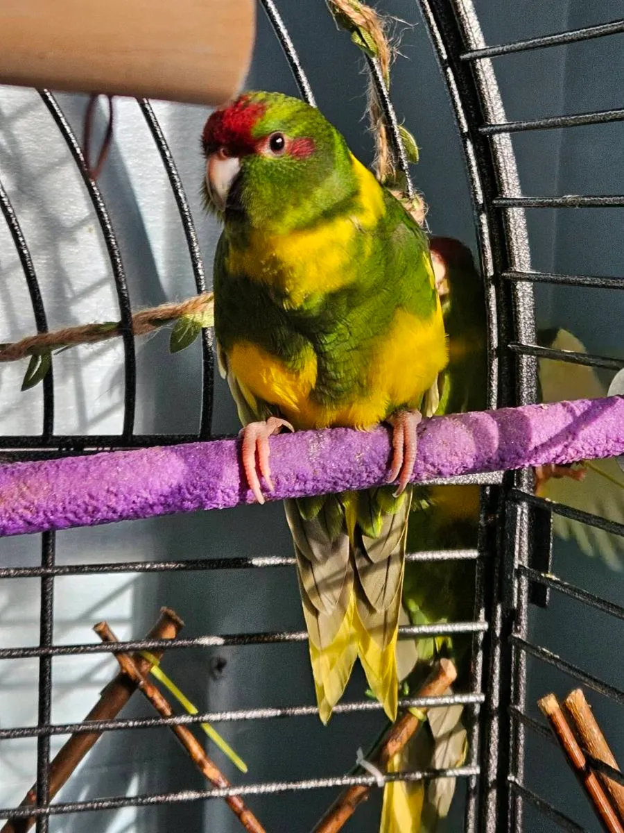 Green and yellow pied kakarikis - Image 1