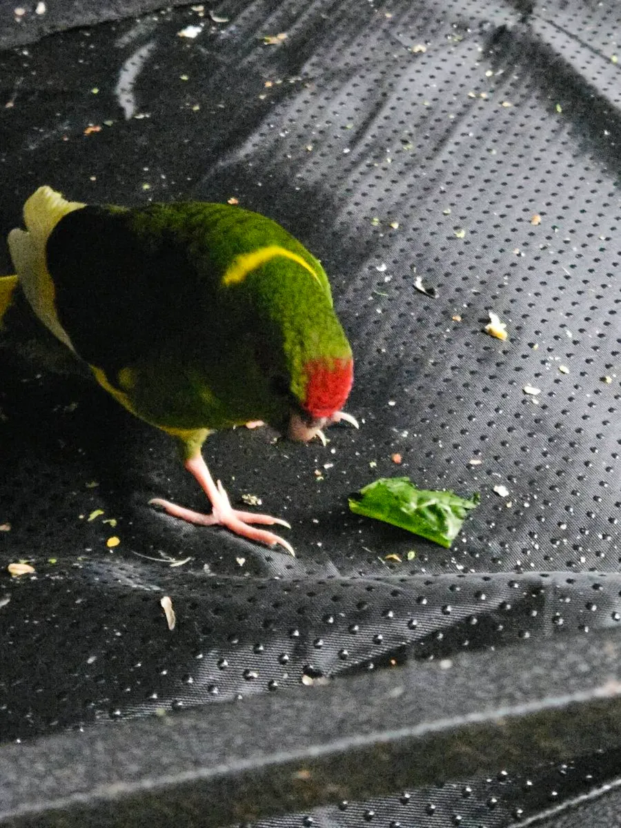 Green and yellow pied kakarikis - Image 3