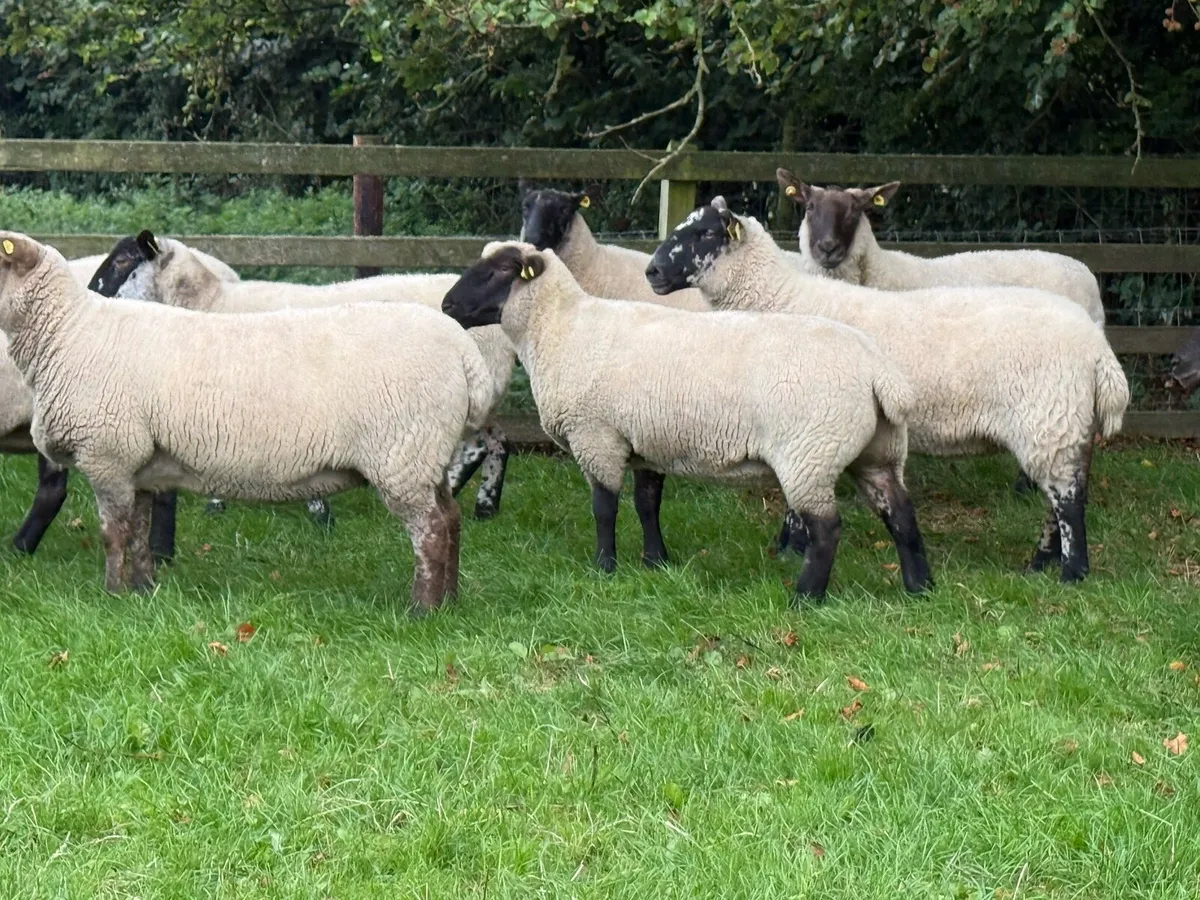 20 Suffolk Ewes - Image 3
